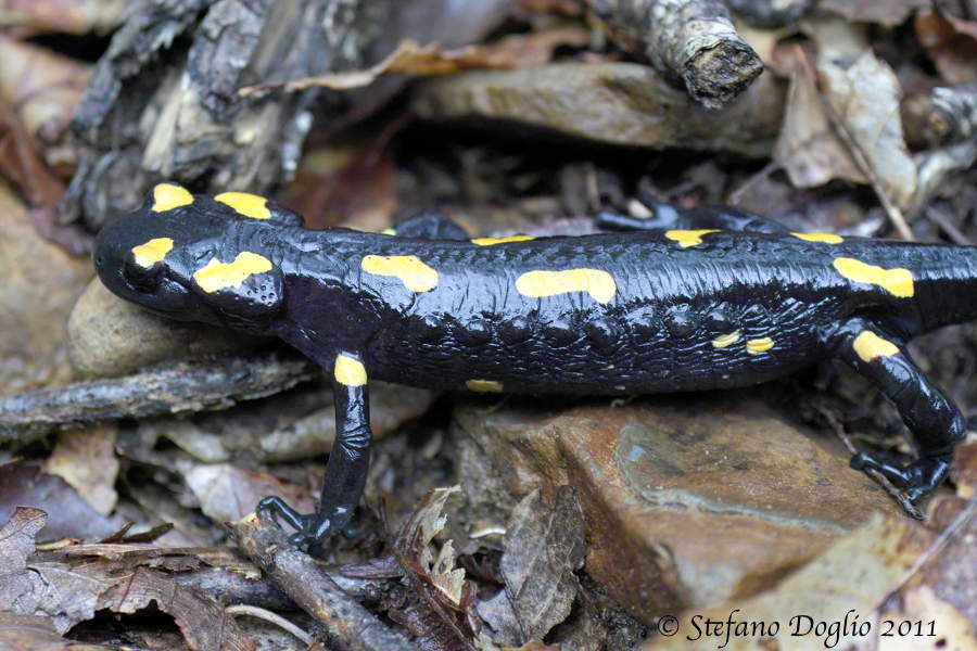 Salamandra algira